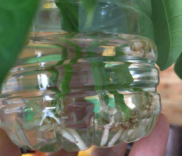 发财树放水里 生根了 上面会长新叶吗