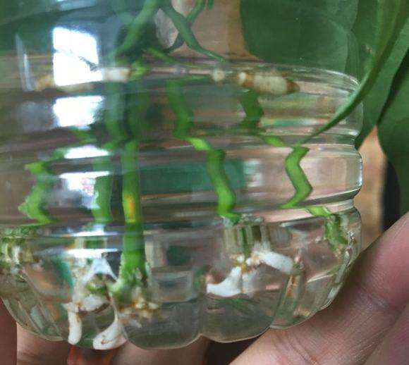 发财树放水里 生根了 上面会长新叶吗