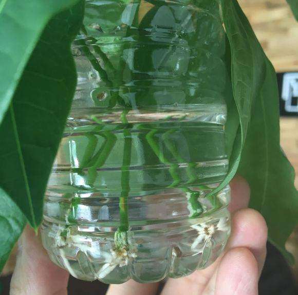 发财树放水里 生根了 上面会长新叶吗