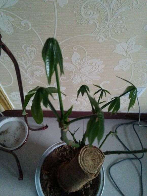 发财树浇水多 叶子全掉光了 果断去头