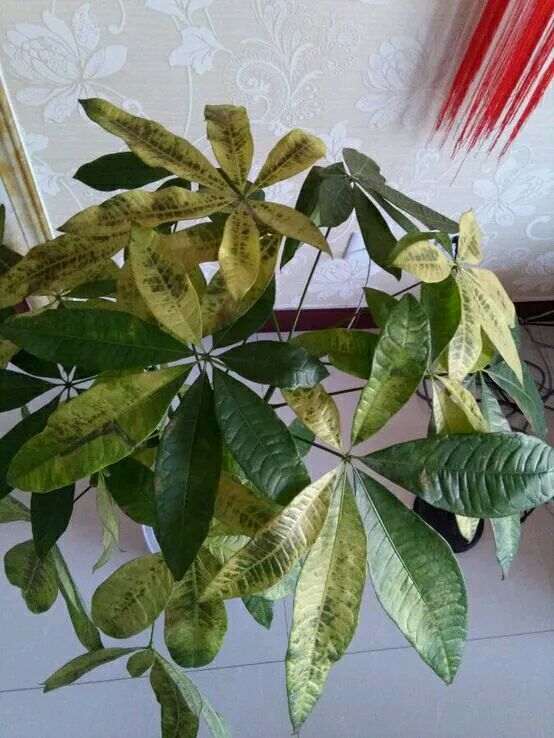 发财树浇水多 叶子全掉光了 果断去头