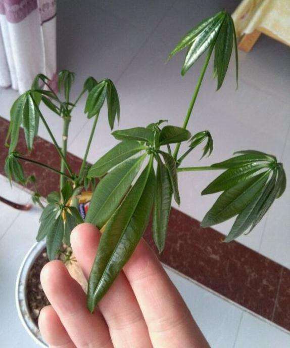 发财树浇水多 叶子全掉光了 果断去头