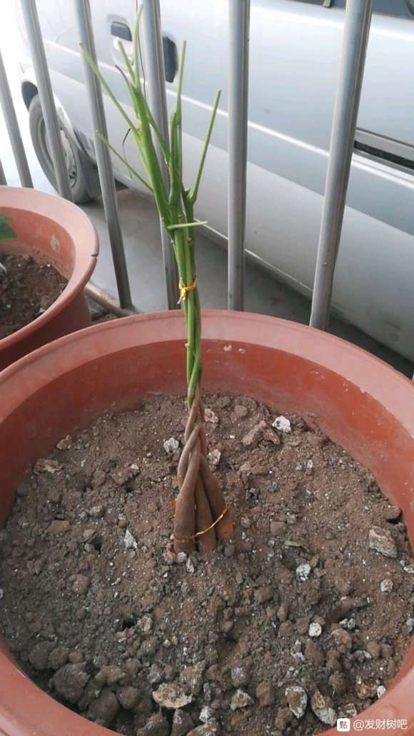 为什么发财树要用小盆和透气土