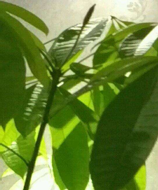 发财树什么时候能够开花