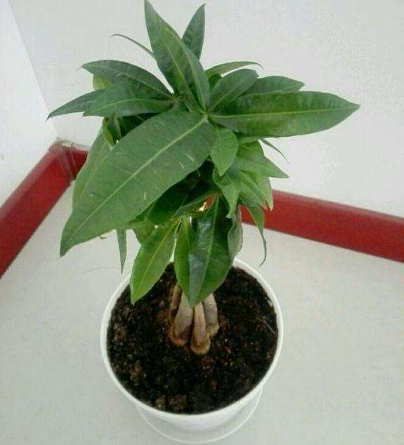 发财树叶子就这么长 是矮壮素多了吗