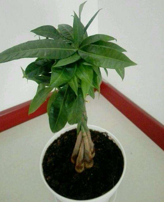 发财树叶子就这么长 是矮壮素多了吗