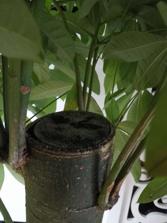 独杆发财树干顶部截面怎么处理