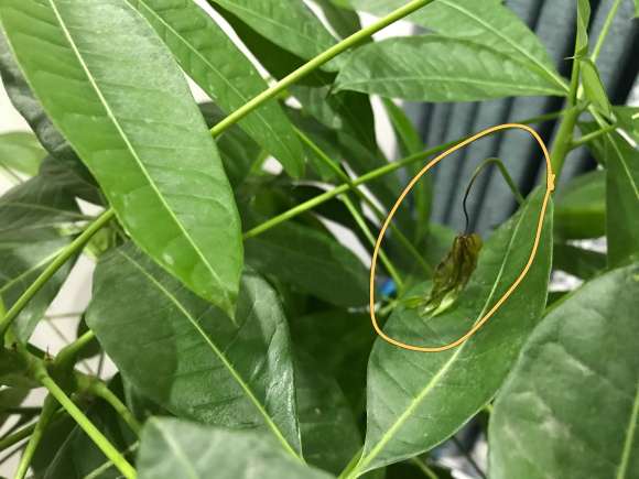 发财树长了好多新叶