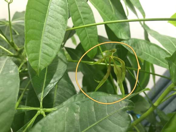 发财树长了好多新叶