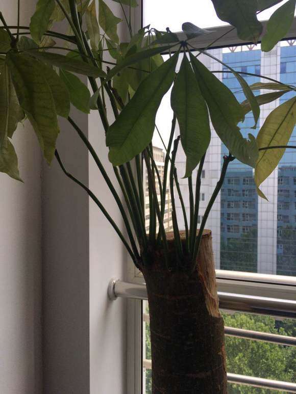 去年8月买的发财树 死成这样了 图片