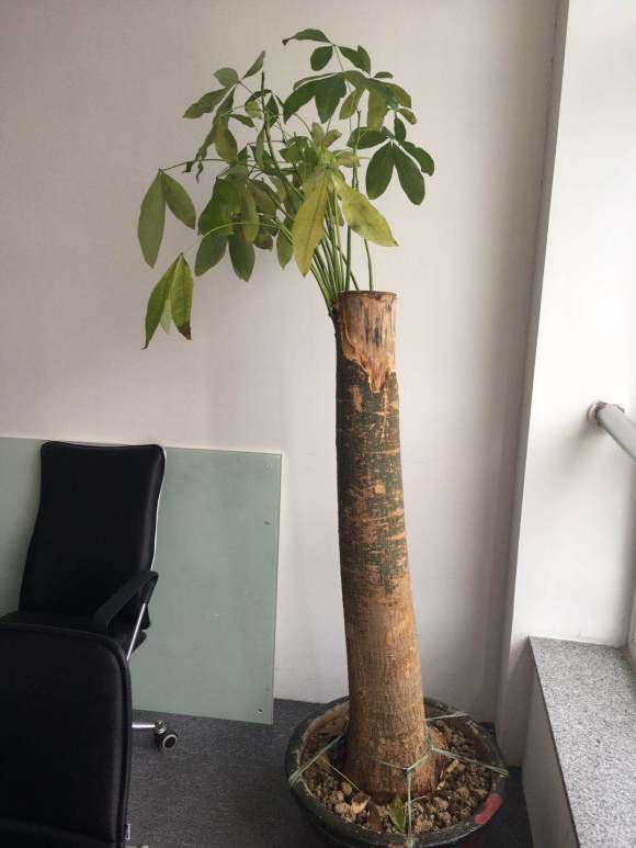 去年8月买的发财树 死成这样了 图片