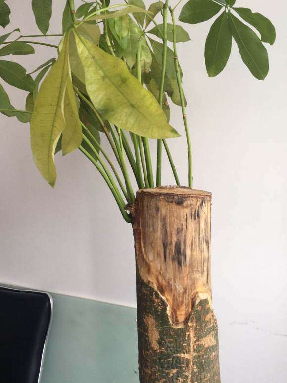 去年8月买的发财树 死成这样了 图片