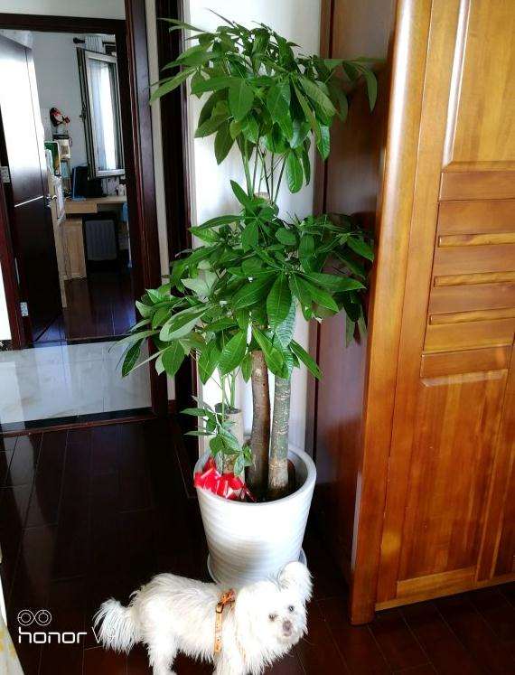 发财树土种上青苔 透气性不好吗