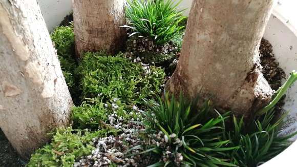 发财树土种上青苔 透气性不好吗