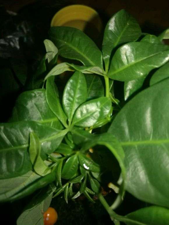 发财树为什么是矮胖型