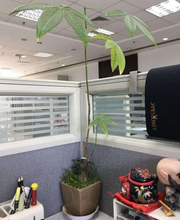 发财树茎窜的太高了 怎么修剪 图片