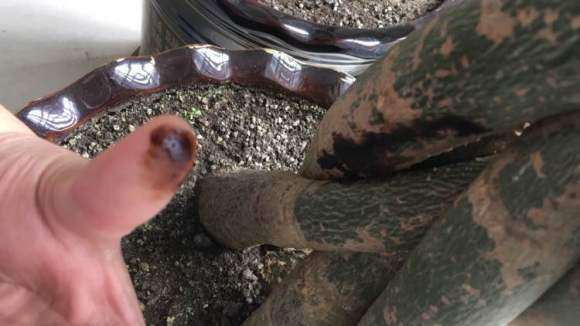 发财树出黑色油脂 怎么办