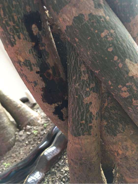 发财树出黑色油脂 怎么办