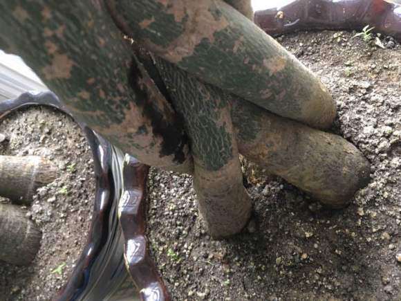 发财树出黑色油脂 怎么办