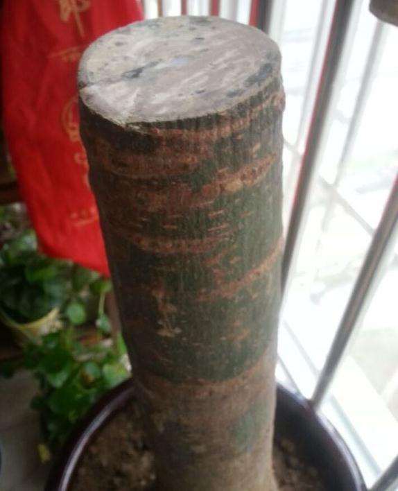 发财树下山桩没有芽眼 还能发芽重生吗