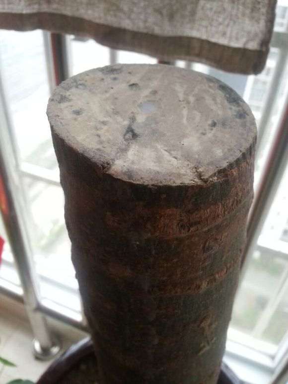 发财树下山桩没有芽眼 还能发芽重生吗