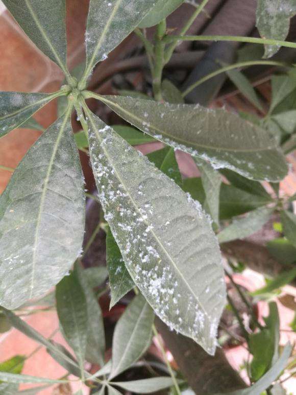 发财树叶子上长白色的棉絮