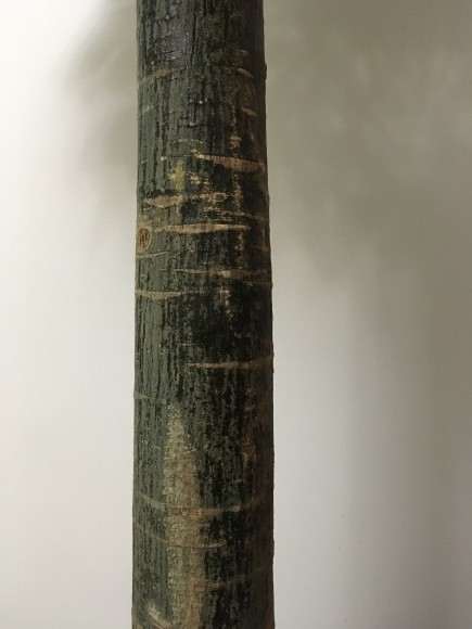 发财树树干有粘粘的东西