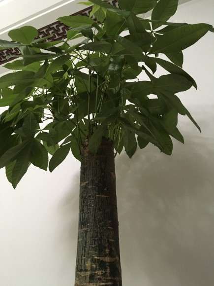 发财树树干有粘粘的东西