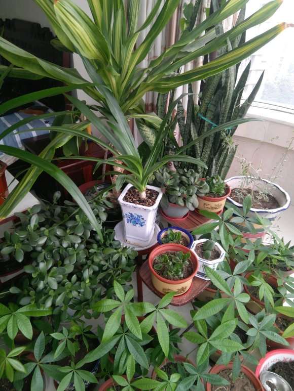 发财树干尖好转 我分析2点原因