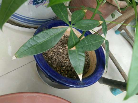 发财树干尖好转 我分析2点原因