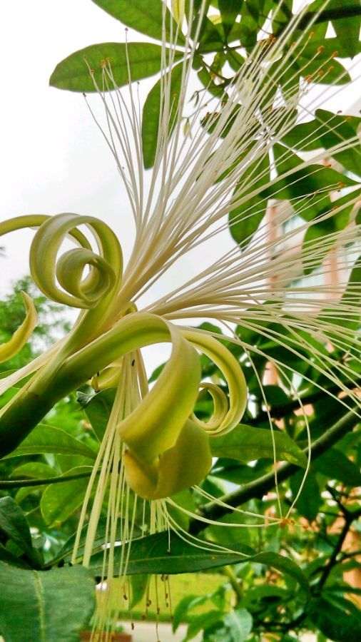 发财树和猴面包树其实是一种树