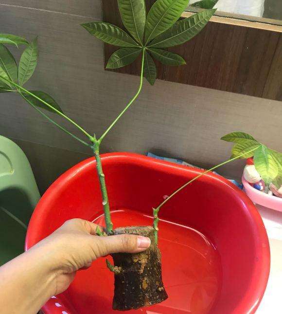 发财树下山桩烂根了