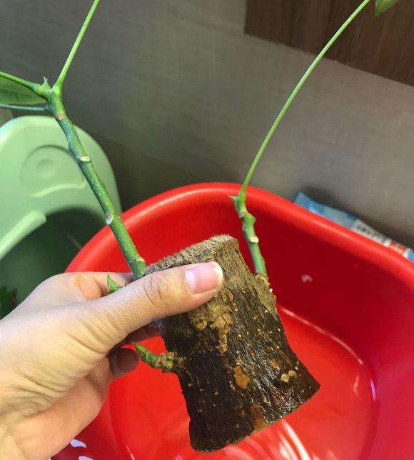 发财树下山桩烂根了