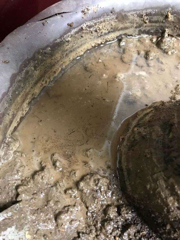 买来10天的发财树 浇水渗不下去 怎么办