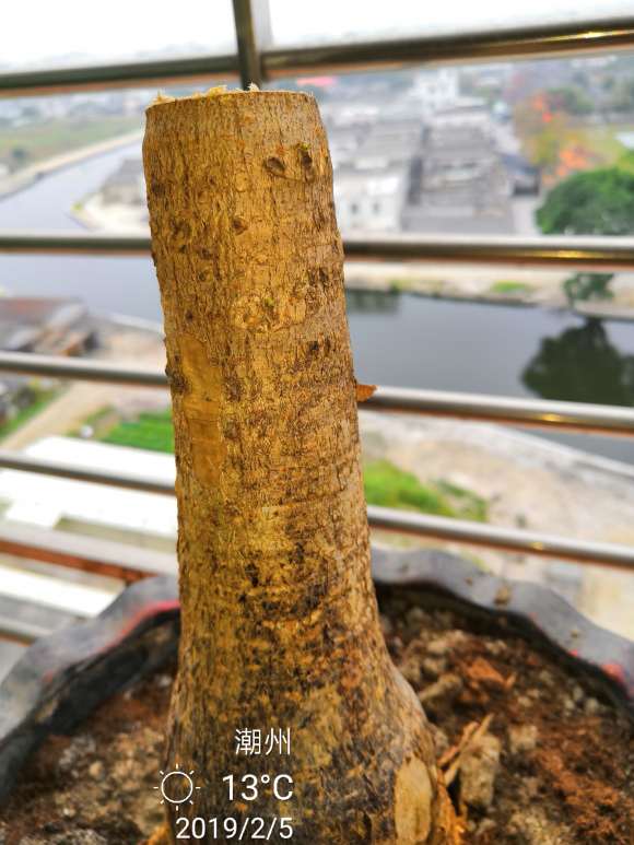 网购的光头发财树