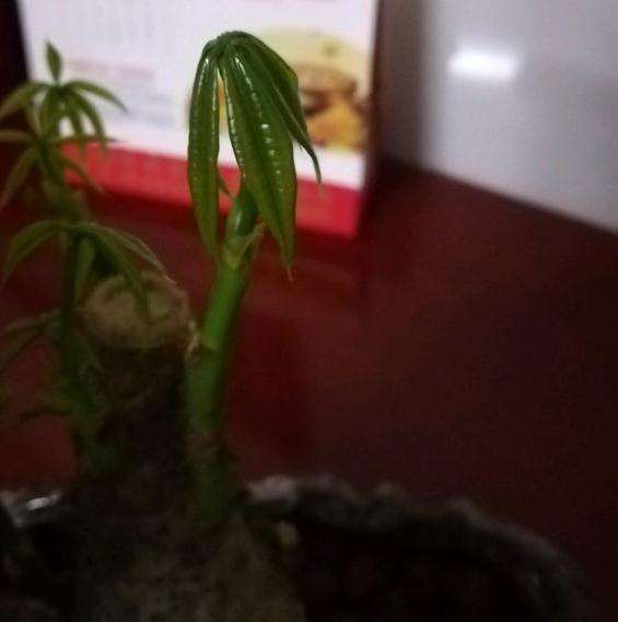 发财树新出的叶子都萎缩了