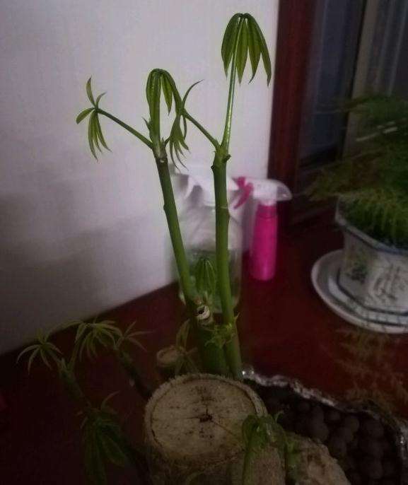 发财树新出的叶子都萎缩了