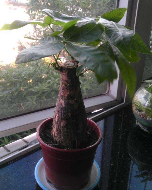 发财树树干有些掉皮