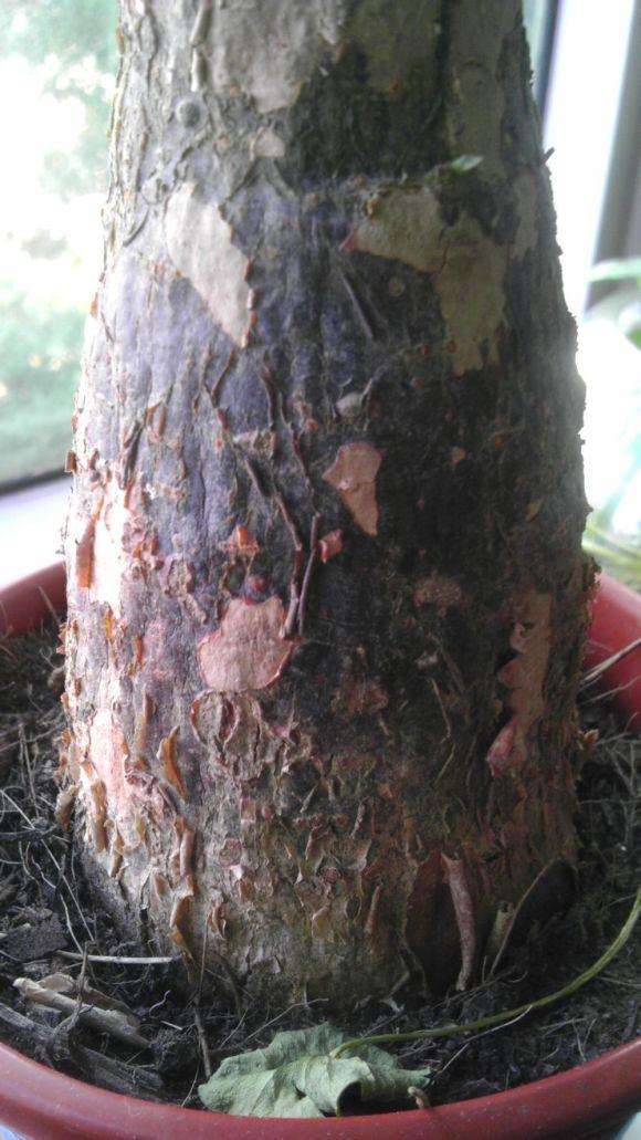 发财树树干有些掉皮
