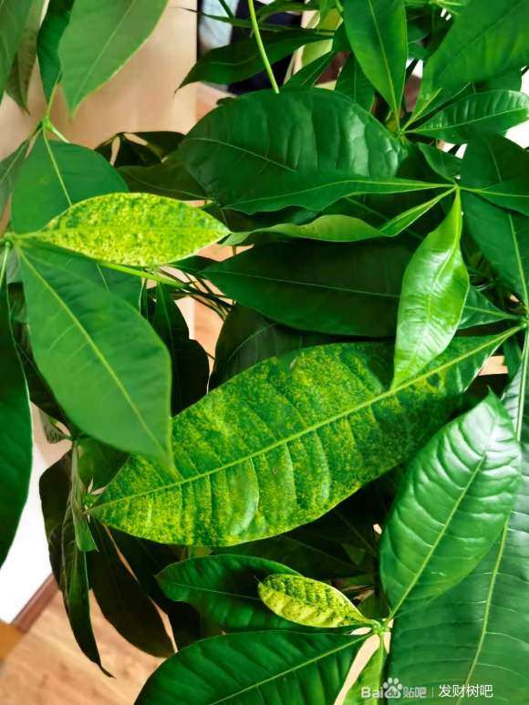 发财树换了新盆 黄叶子 怎么办
