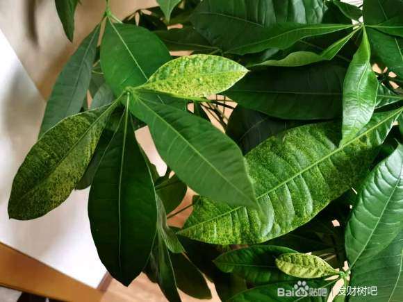 发财树换了新盆 黄叶子 怎么办
