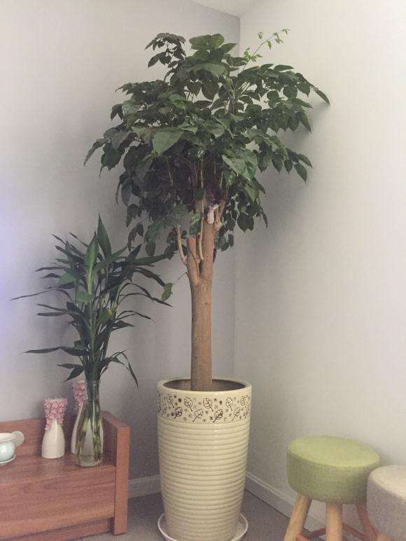 我家发财树总是被猫抓