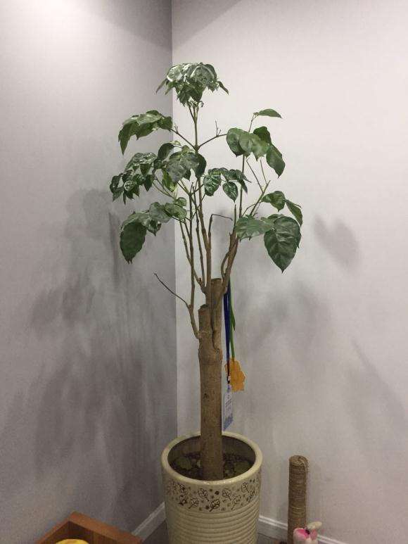 我家发财树总是被猫抓