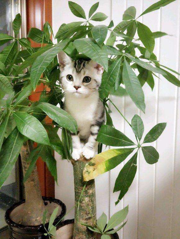 我家发财树总是被猫抓