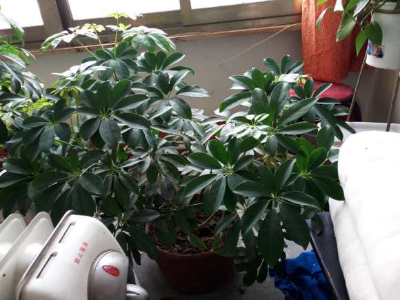 发财树怎么整法比较好