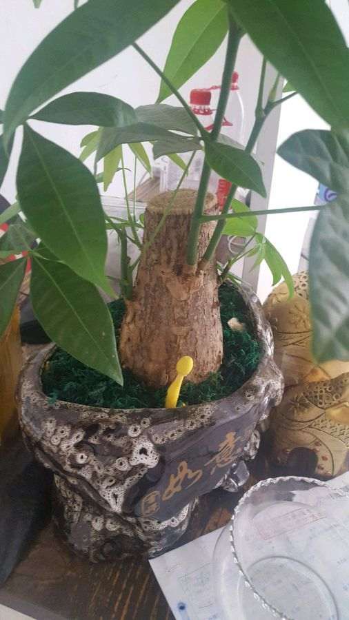 发财树旁边长了个黄金蘑菇