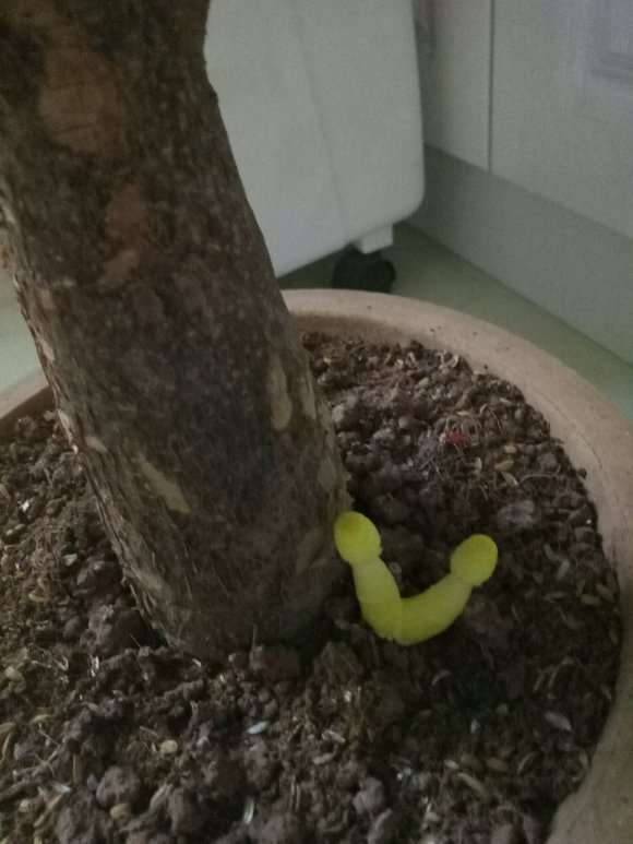 为什么发财树下长了1颗蘑菇
