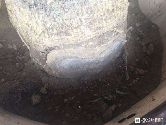 发财树从树干开始发软