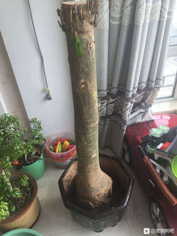 发财树从树干开始发软