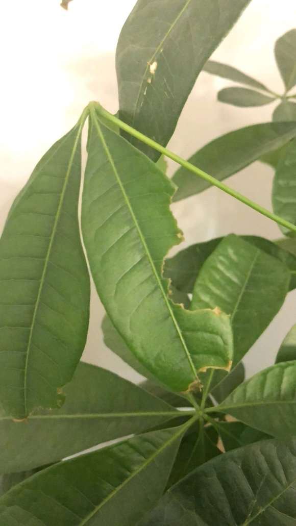 发财树树叶是什么虫子吃掉了